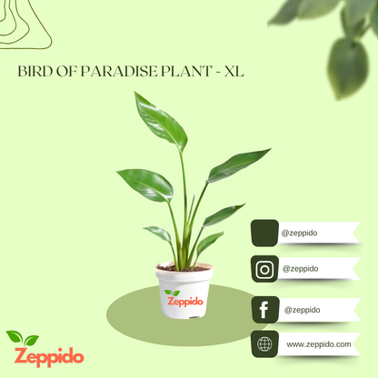Bird of Paradise Plant - XL