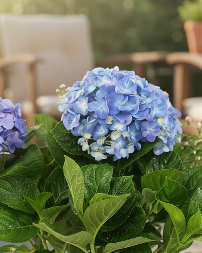 Blue Hydrangea Live Flowering Plant with Pot | Big Bloom Ornamental Shrub | Long Seasonal Flowering | Ideal for Garden, Balcony & Gifting