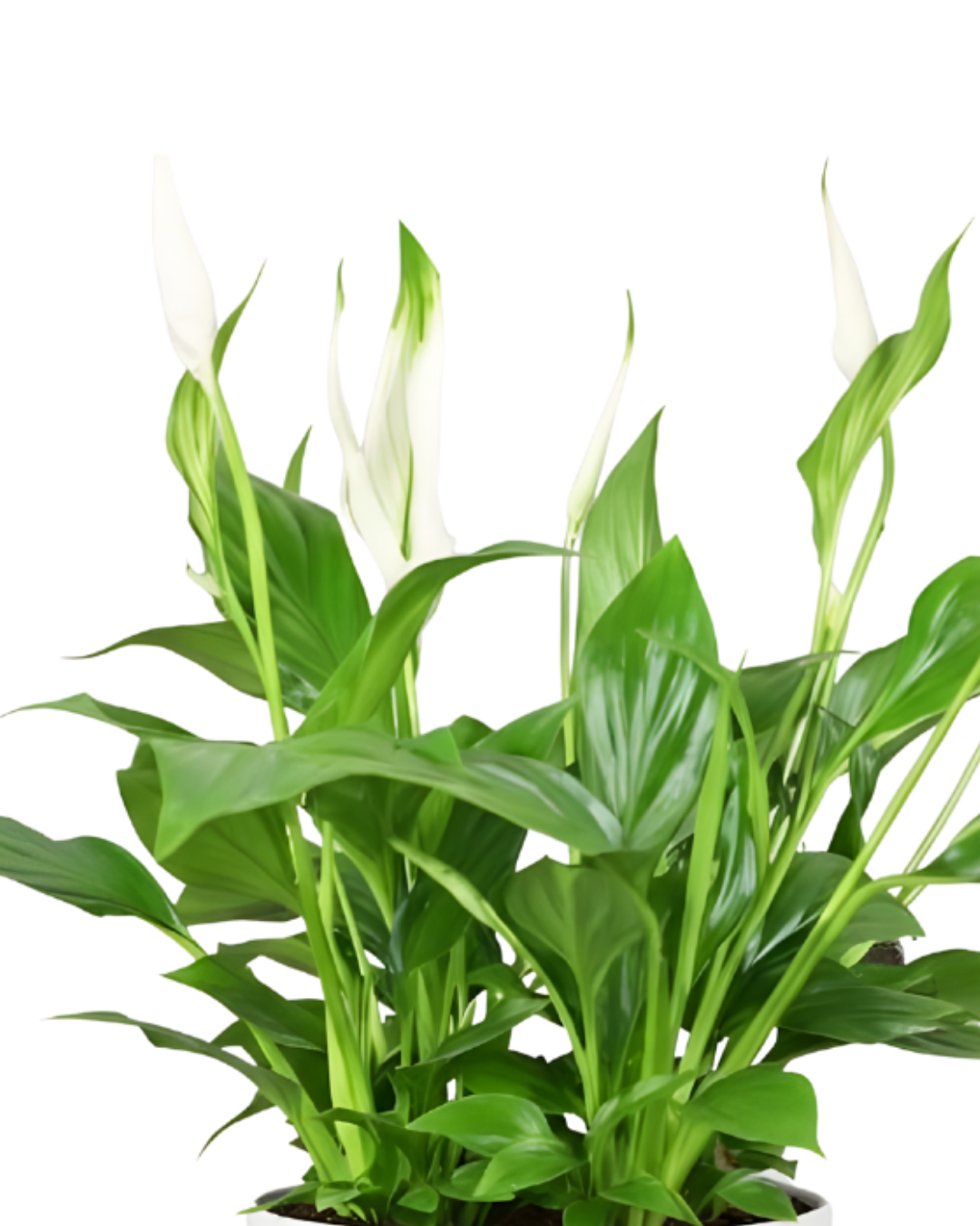 Peace Lily Live Plant | Elegant Indoor Flowering Plant | Natural Air Purifier for Home & Office | Low Maintenance & Shade Loving | With Pot – Fresh Green Foliage