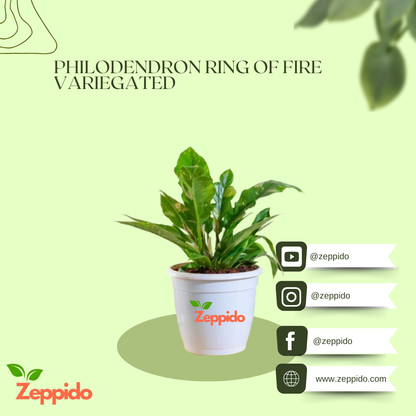 Philodendron Ring of Fire Variegated – Rare Exotic Indoor Plant