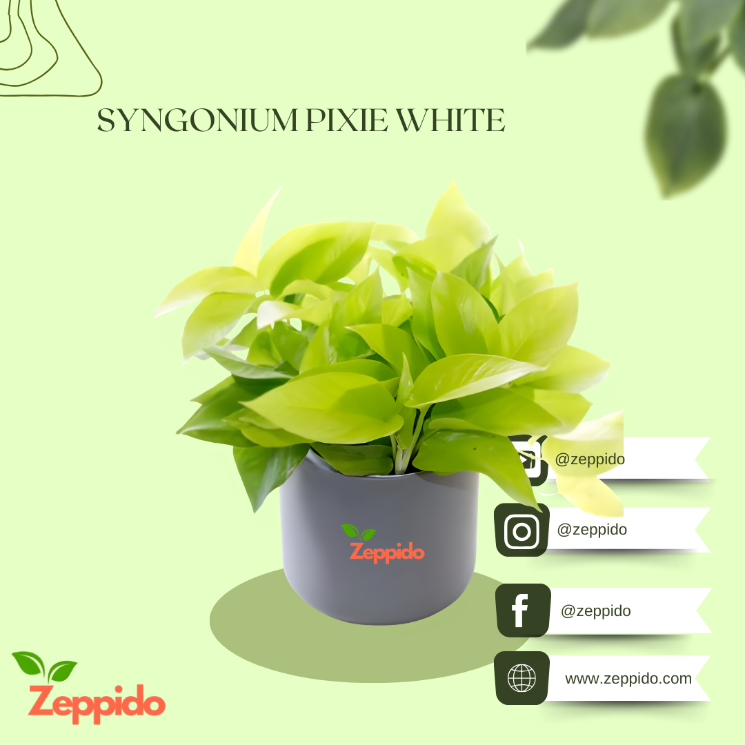 Money Plant Golden (Epipremnum aureum) – Lucky Indoor Climber