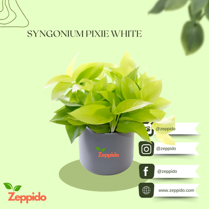 Money Plant Golden (Epipremnum aureum) – Lucky Indoor Climber