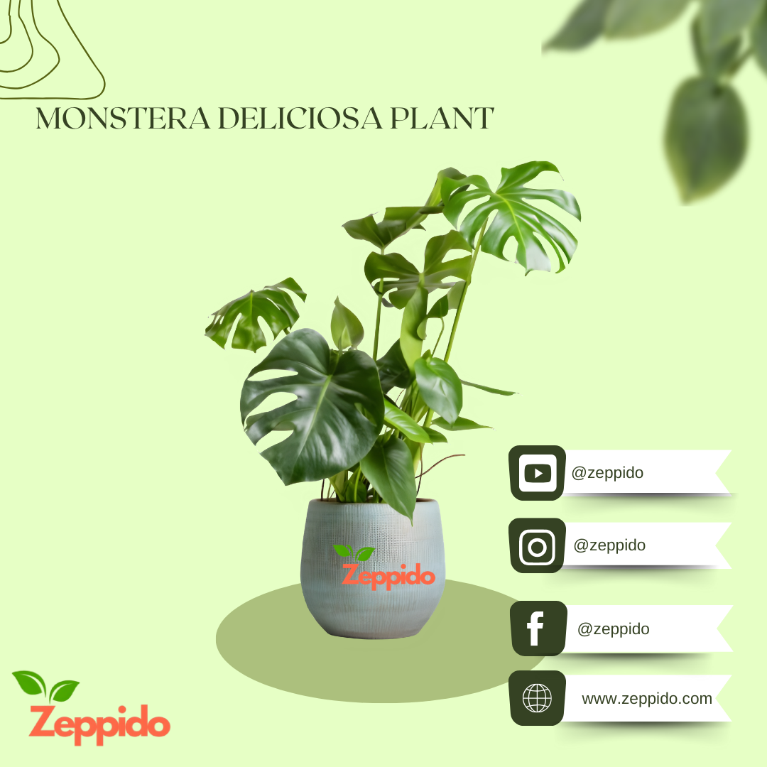 Monstera Deliciosa Plant