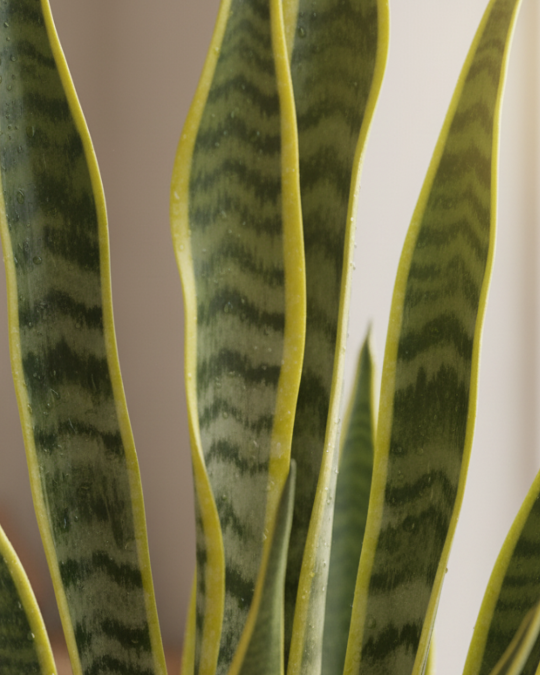 Snake Plant Live | Air Purifying Indoor Plant | Low Maintenance Succulent for Home & Office Décor | Perfect Oxygen Booster | With Pot – Easy Growing Houseplant