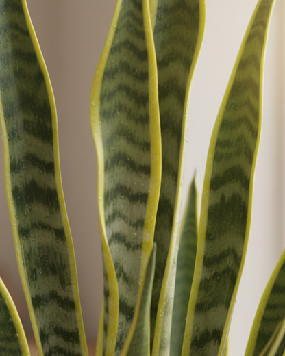 Snake Plant Live | Air Purifying Indoor Plant | Low Maintenance Succulent for Home & Office Décor | Perfect Oxygen Booster | With Pot – Easy Growing Houseplant