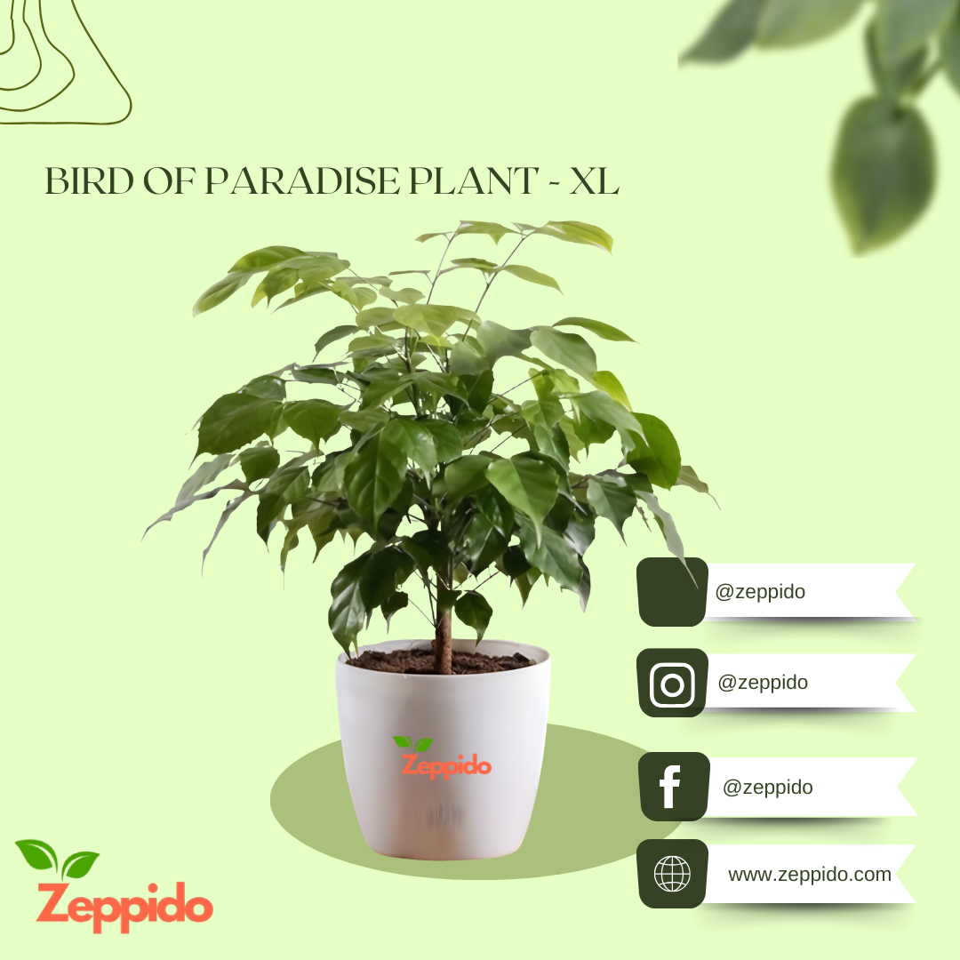 The China Doll Plant - XL