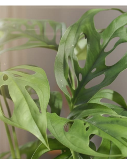 Monstera Broken Heart (Adansonii) Live Plant | Rare Indoor Foliage | Air Purifying Decorative Houseplant | Easy Care, Fast Growing | With Pot – Ideal for Home & Office Décor