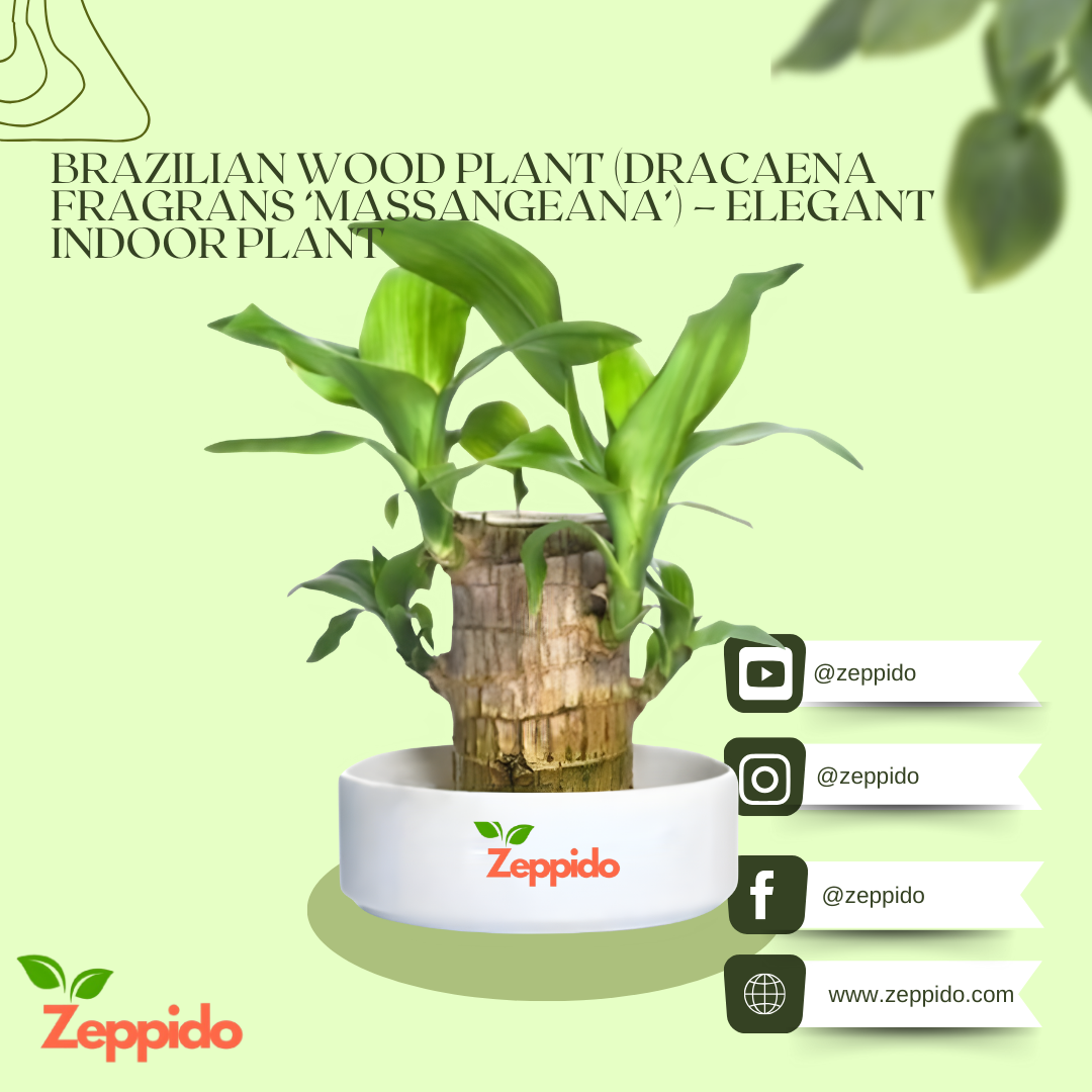 Brazilian Wood Plant (Dracaena fragrans ‘Massangeana’) – Elegant Indoor Plant. 🌿✨