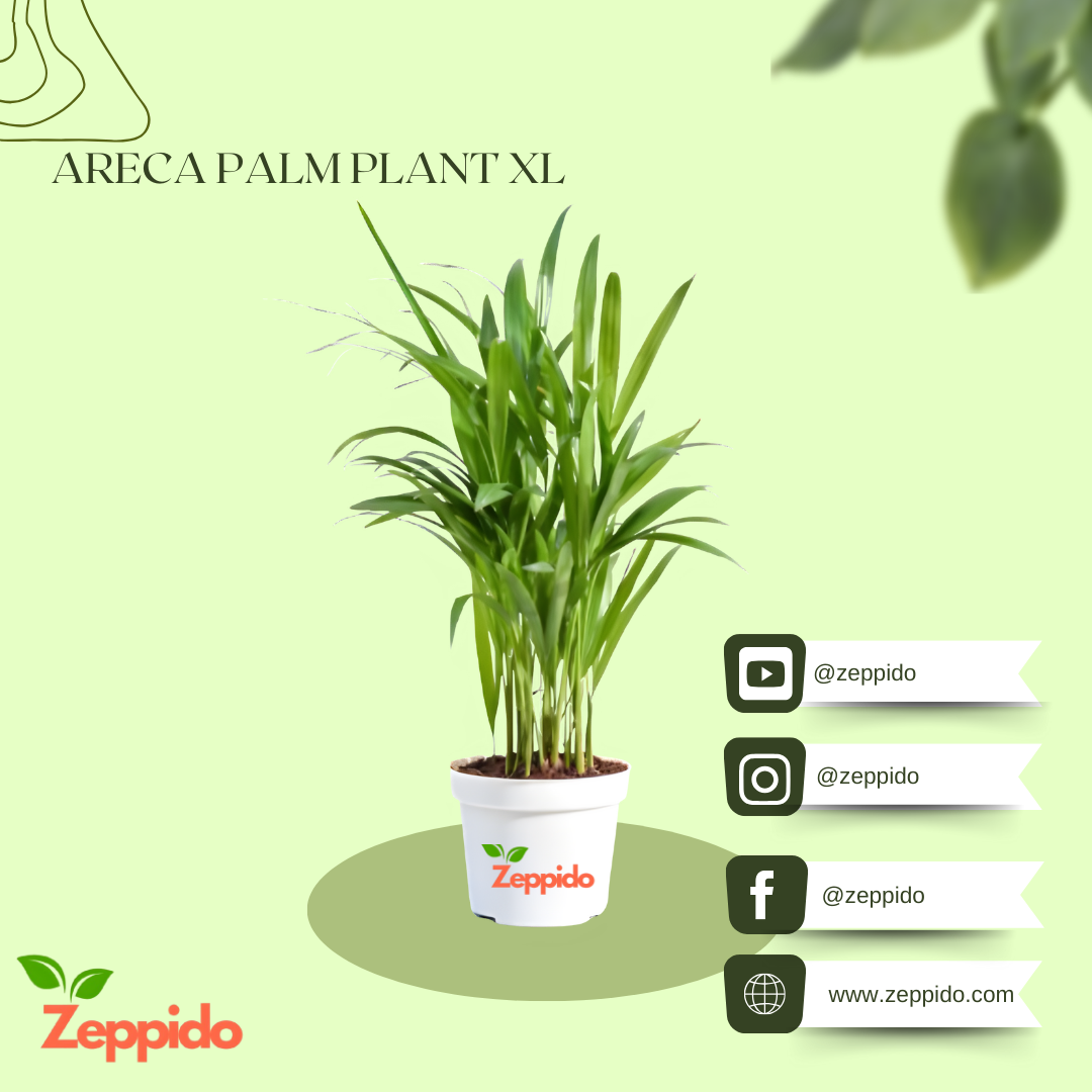 Areca Palm Plant XL
