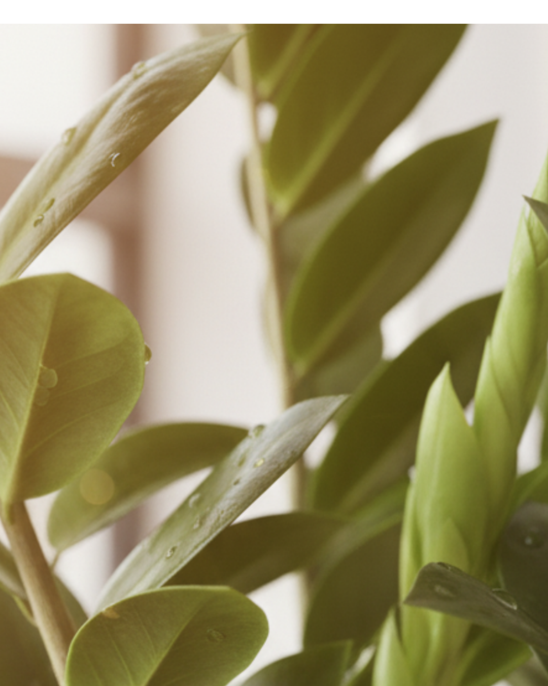 ZZ Plant Live | Zero-Maintenance Indoor Plant | Air Purifying Succulent for Home & Office | Drought Tolerant, Hardy & Long Lasting | With Pot – Elegant Green Foliage