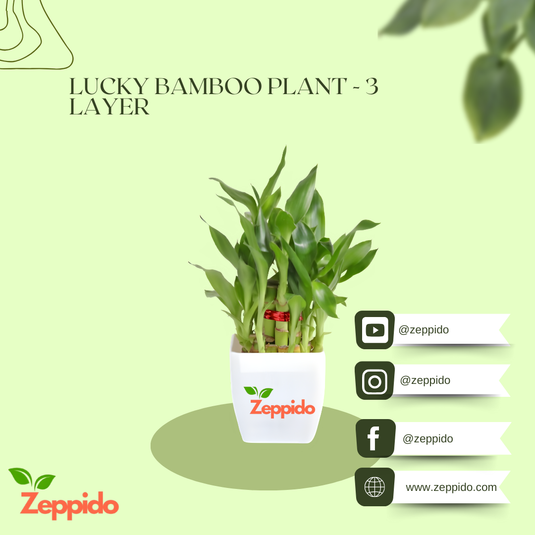 Lucky Bamboo Plant – 3 Layer (Dracaena sanderiana) 🌱🍀