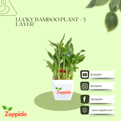 Lucky Bamboo Plant – 3 Layer (Dracaena sanderiana) 🌱🍀