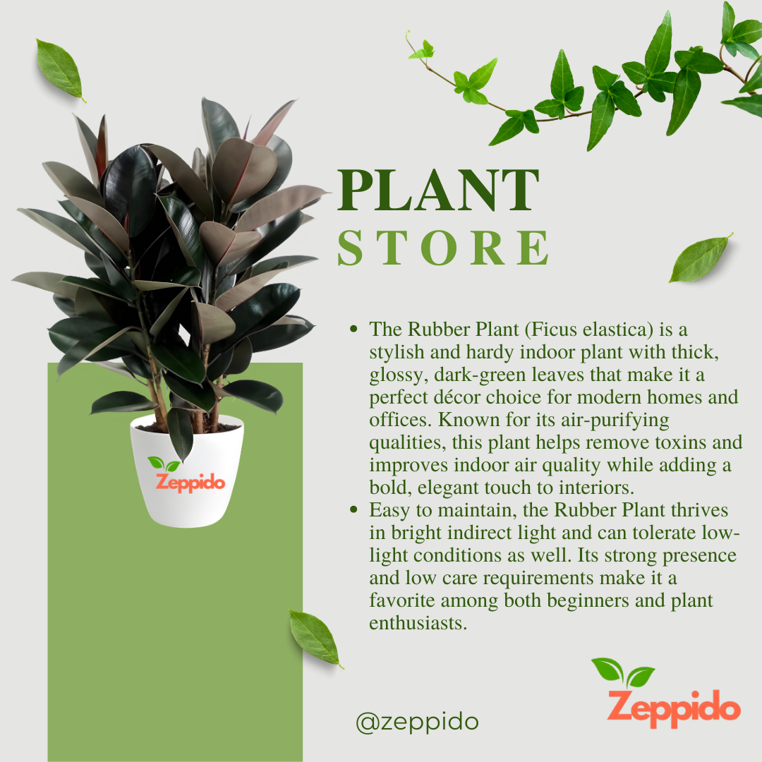 Rubber Plant (Ficus elastica) – Stylish Indoor Foliage Plant.