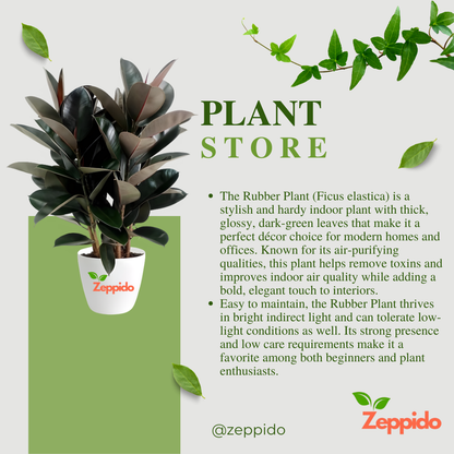 Rubber Plant (Ficus elastica) – Stylish Indoor Foliage Plant.