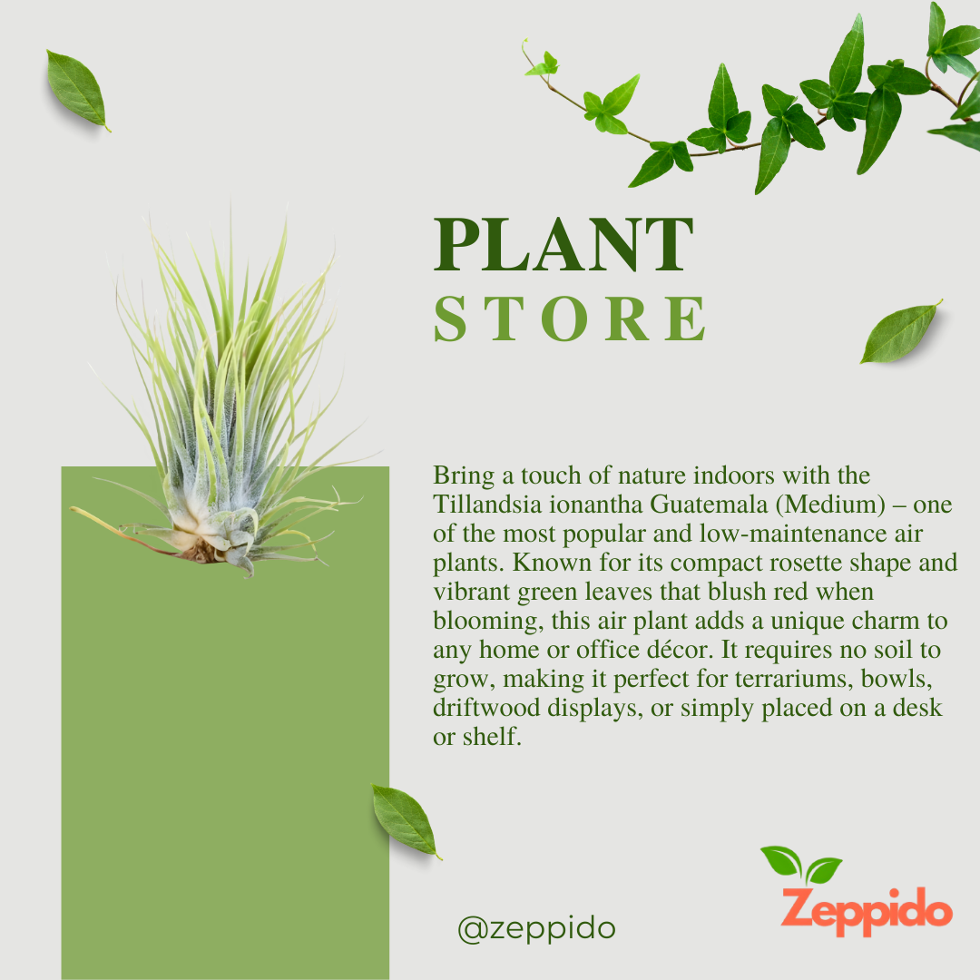 Air Plant, Tillandsia ionantha Guatemala (Medium) - Plant