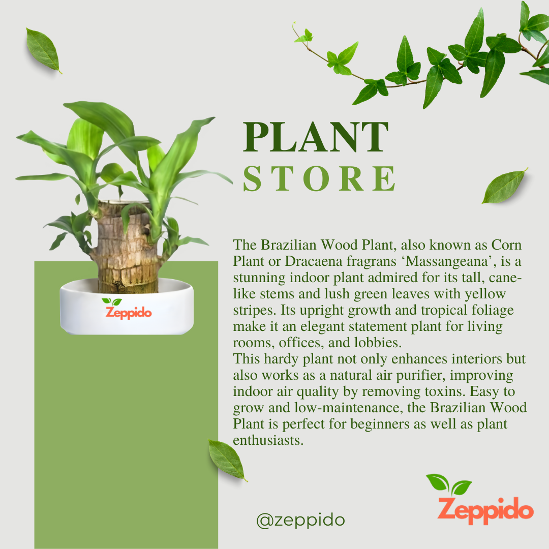 Brazilian Wood Plant (Dracaena fragrans ‘Massangeana’) – Elegant Indoor Plant. 🌿✨