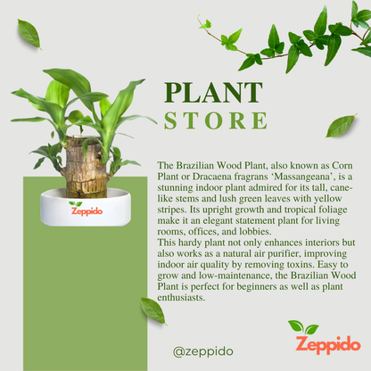 Brazilian Wood Plant (Dracaena fragrans ‘Massangeana’) – Elegant Indoor Plant. 🌿✨