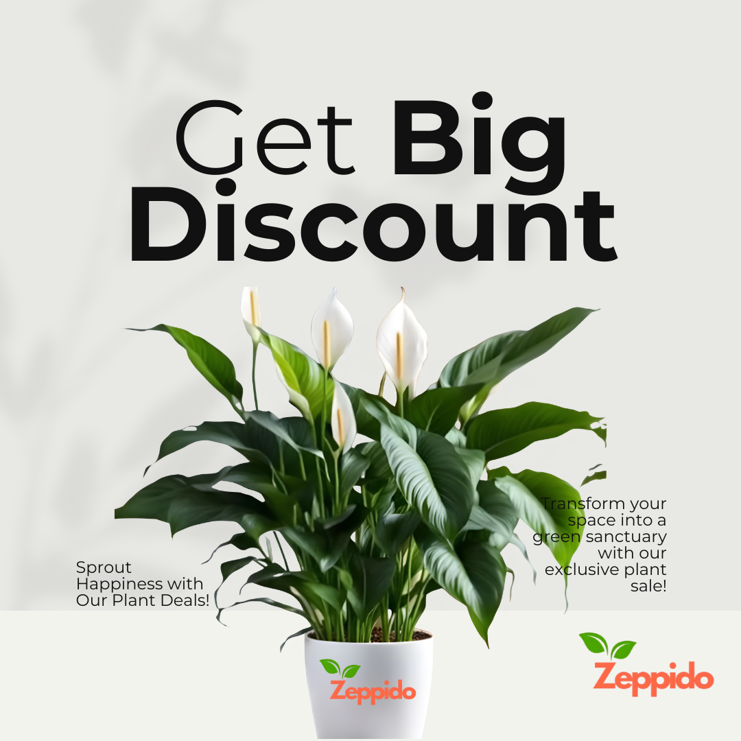 Peace Lily Large (Spathiphyllum Sensation) – Elegant Indoor Plant