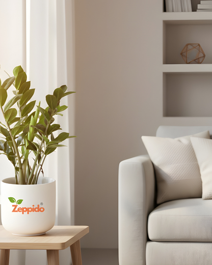 ZZ Plant Live | Zero-Maintenance Indoor Plant | Air Purifying Succulent for Home & Office | Drought Tolerant, Hardy & Long Lasting | With Pot – Elegant Green Foliage