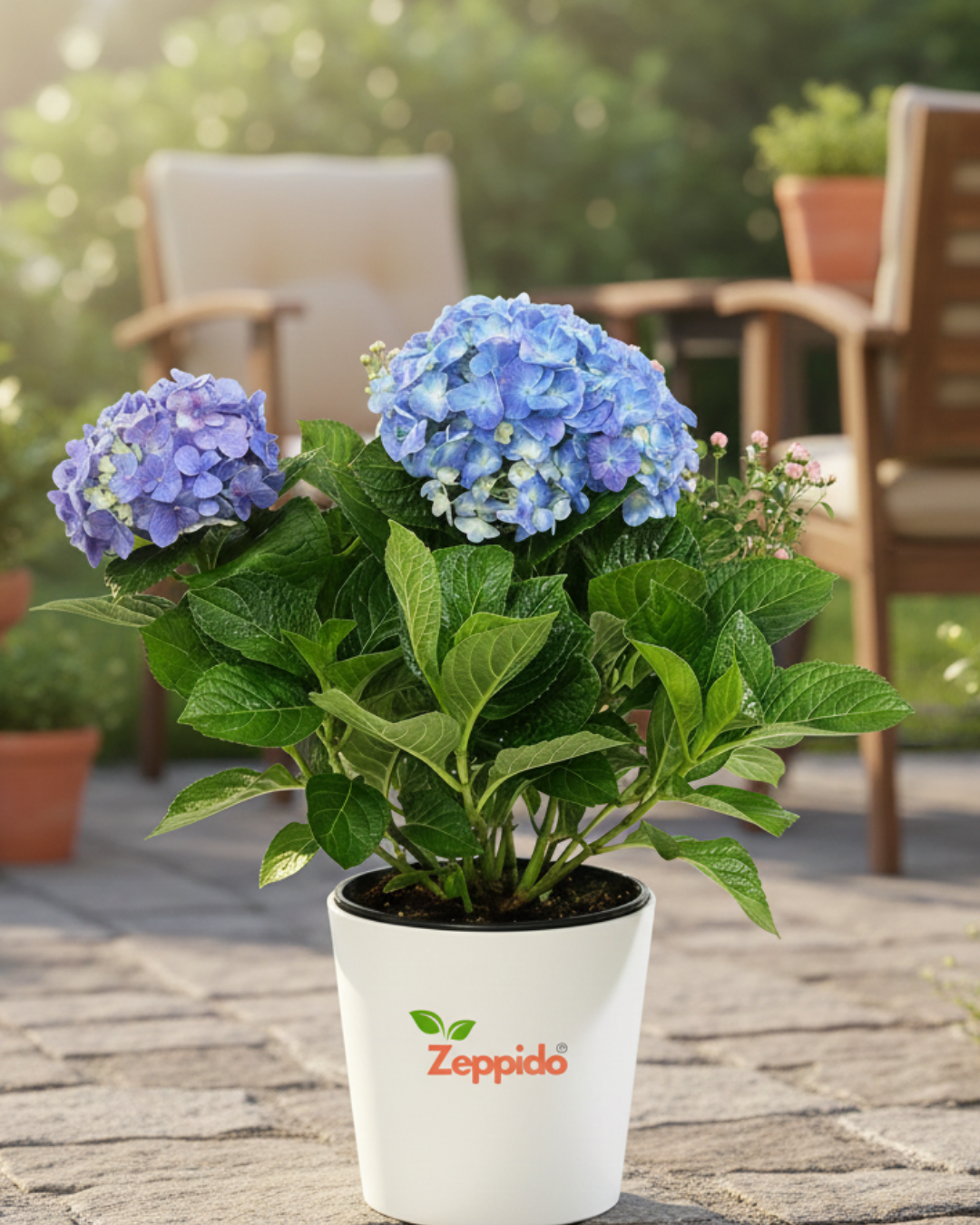 Blue Hydrangea Live Flowering Plant with Pot | Big Bloom Ornamental Shrub | Long Seasonal Flowering | Ideal for Garden, Balcony & Gifting