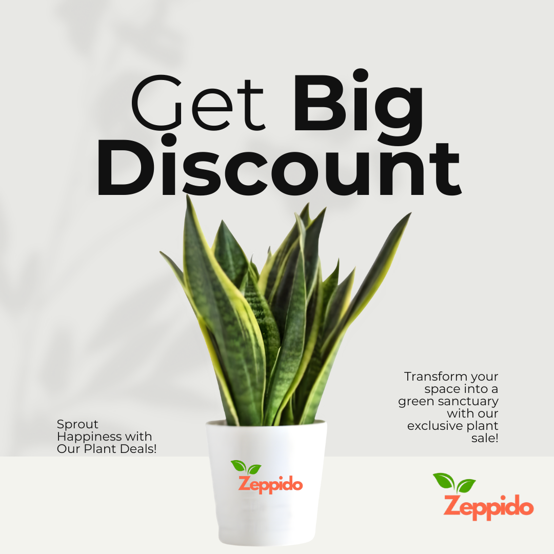 Snake Plant – Golden Hahnii (Sansevieria trifasciata ‘Golden Hahnii’)