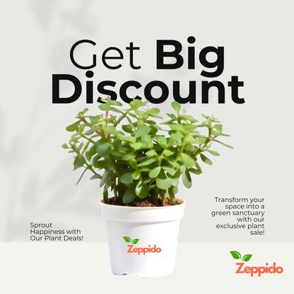 Jade Plant (Crassula ovata) – Symbol of Good Luck & Prosperity