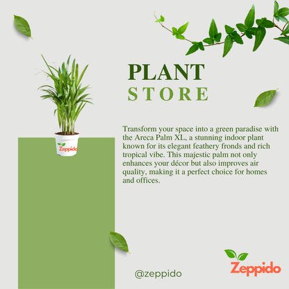 Areca Palm Plant XL