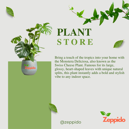 Monstera Deliciosa Plant