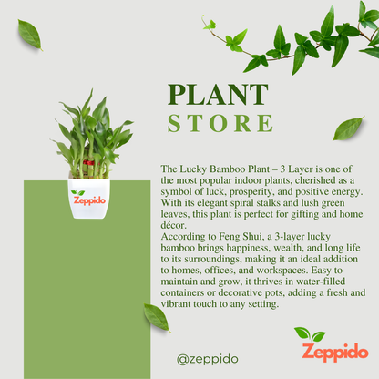 Lucky Bamboo Plant – 3 Layer (Dracaena sanderiana) 🌱🍀