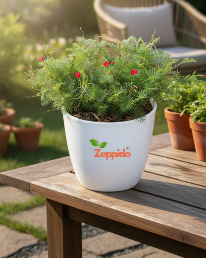 Cypress Vine Live Plant | Fast Growing Flowering Creeper | Star-Shaped Red/Pink/White Blooms | Ideal for Fences, Balcony, Trellis & Vertical Garden