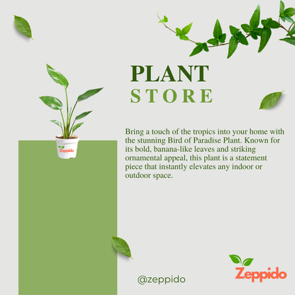 Bird of Paradise Plant - XL