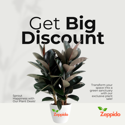 Rubber Plant (Ficus elastica) – Stylish Indoor Foliage Plant.