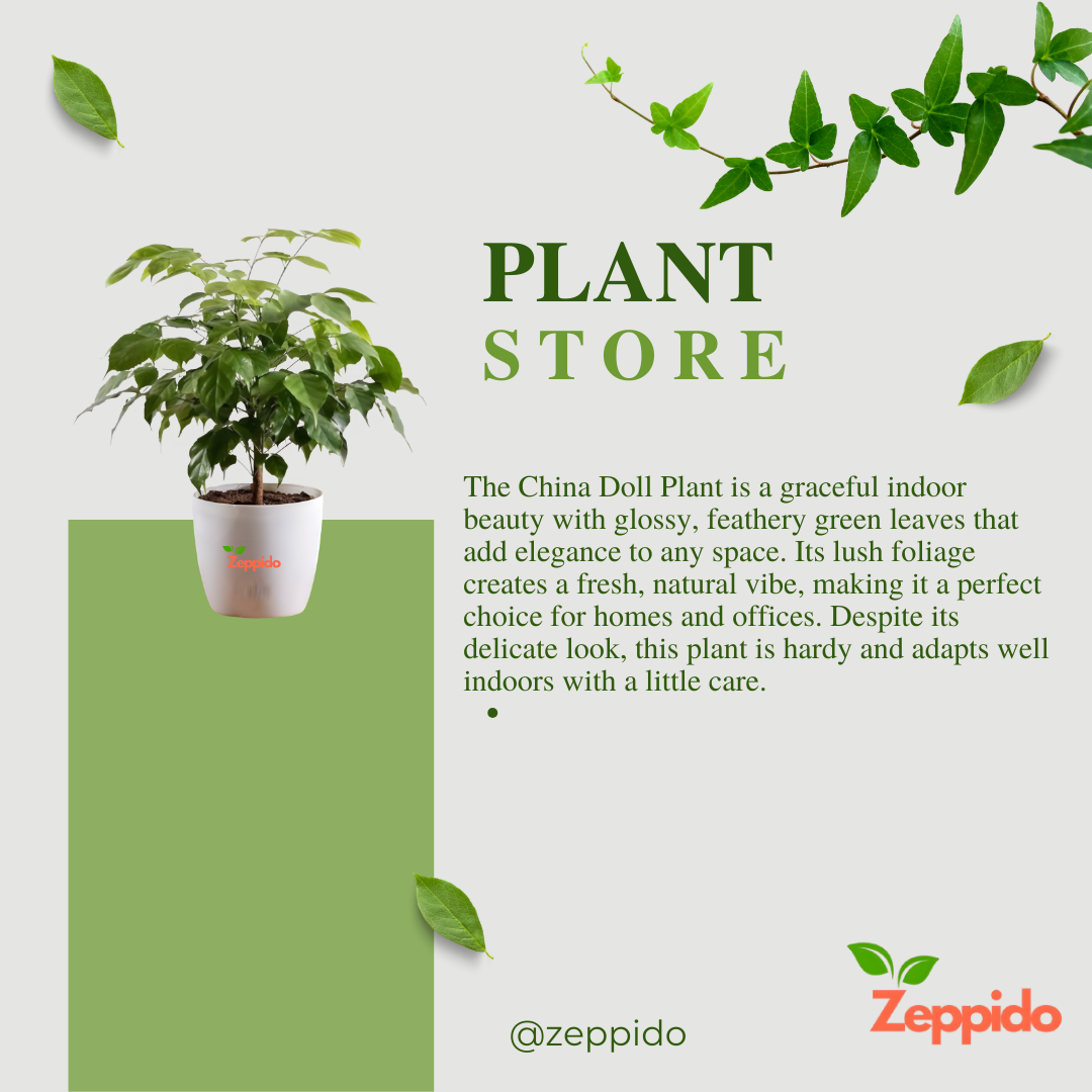 The China Doll Plant - XL