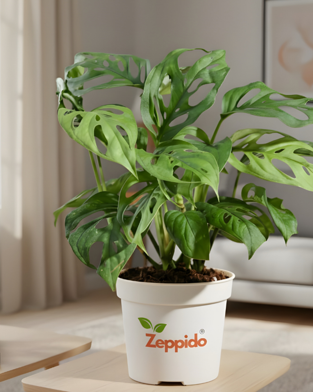 Monstera Broken Heart (Adansonii) Live Plant | Rare Indoor Foliage | Air Purifying Decorative Houseplant | Easy Care, Fast Growing | With Pot – Ideal for Home & Office Décor