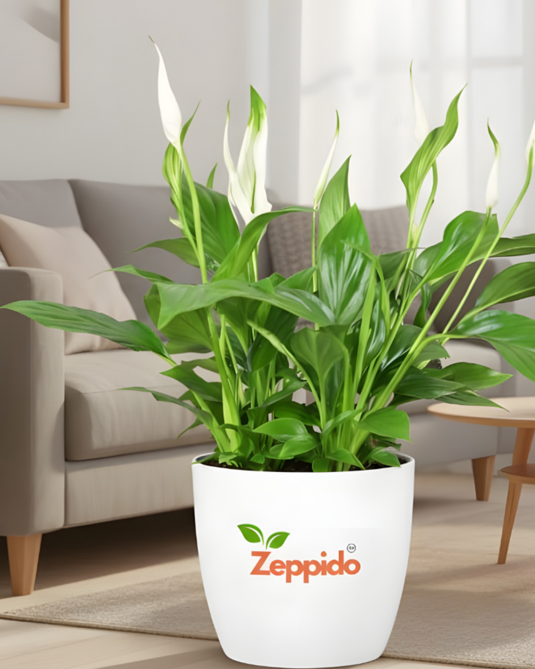 Peace Lily Live Plant | Elegant Indoor Flowering Plant | Natural Air Purifier for Home & Office | Low Maintenance & Shade Loving | With Pot – Fresh Green Foliage