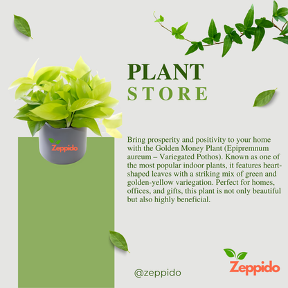 Money Plant Golden (Epipremnum aureum) – Lucky Indoor Climber