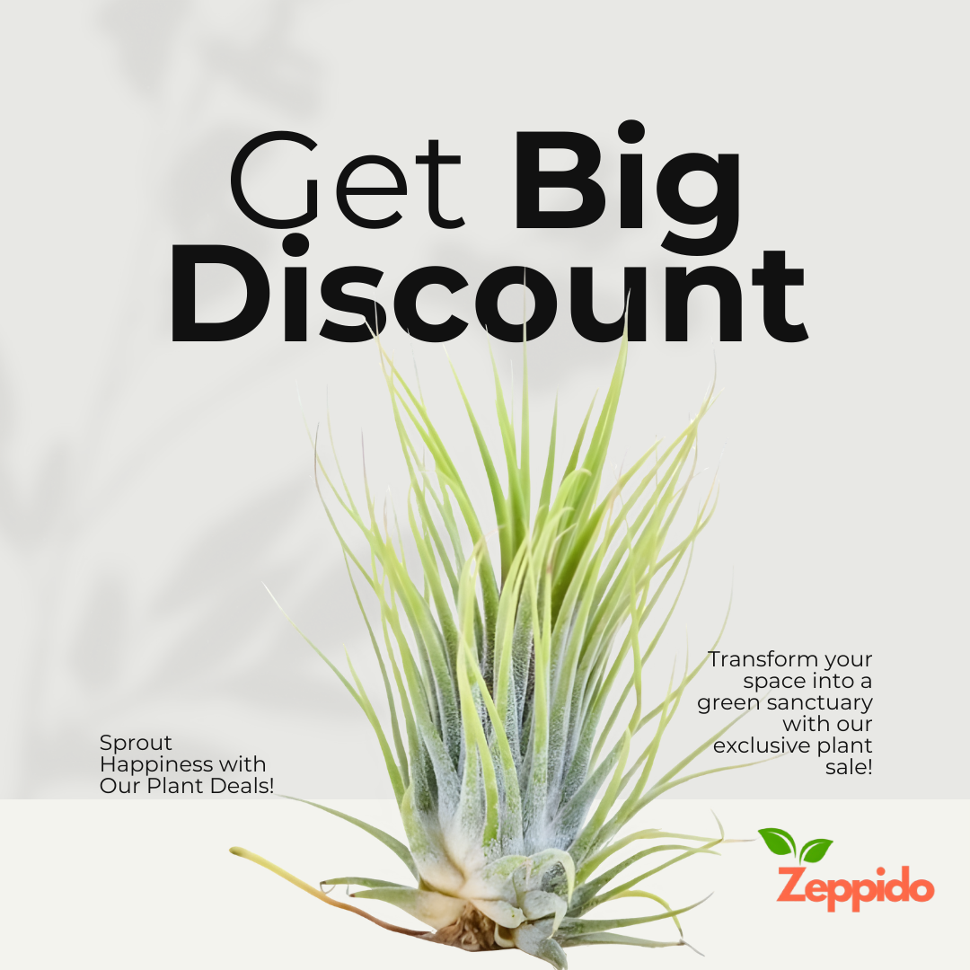 Air Plant, Tillandsia ionantha Guatemala (Medium) - Plant
