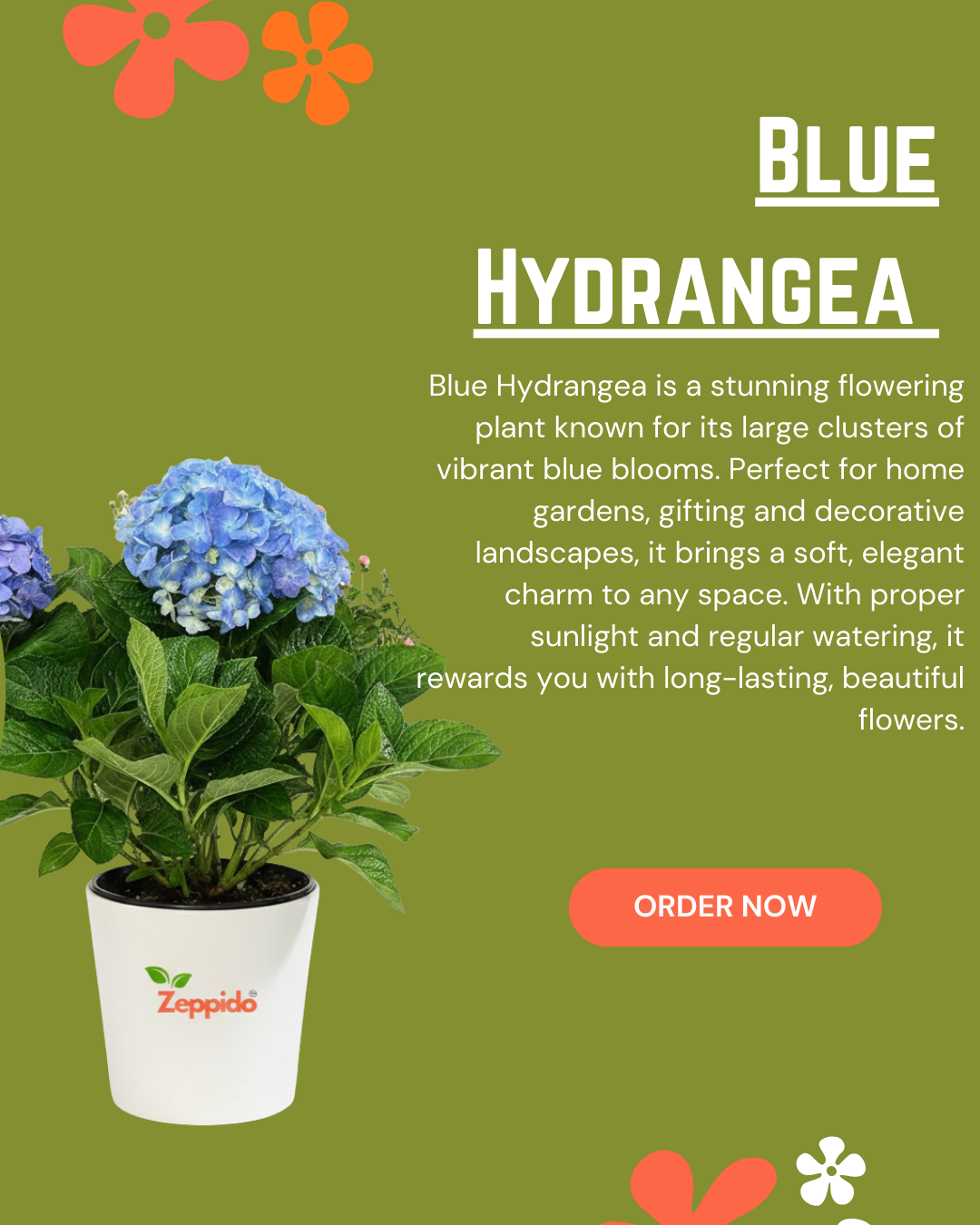 Blue Hydrangea Live Flowering Plant with Pot | Big Bloom Ornamental Shrub | Long Seasonal Flowering | Ideal for Garden, Balcony & Gifting