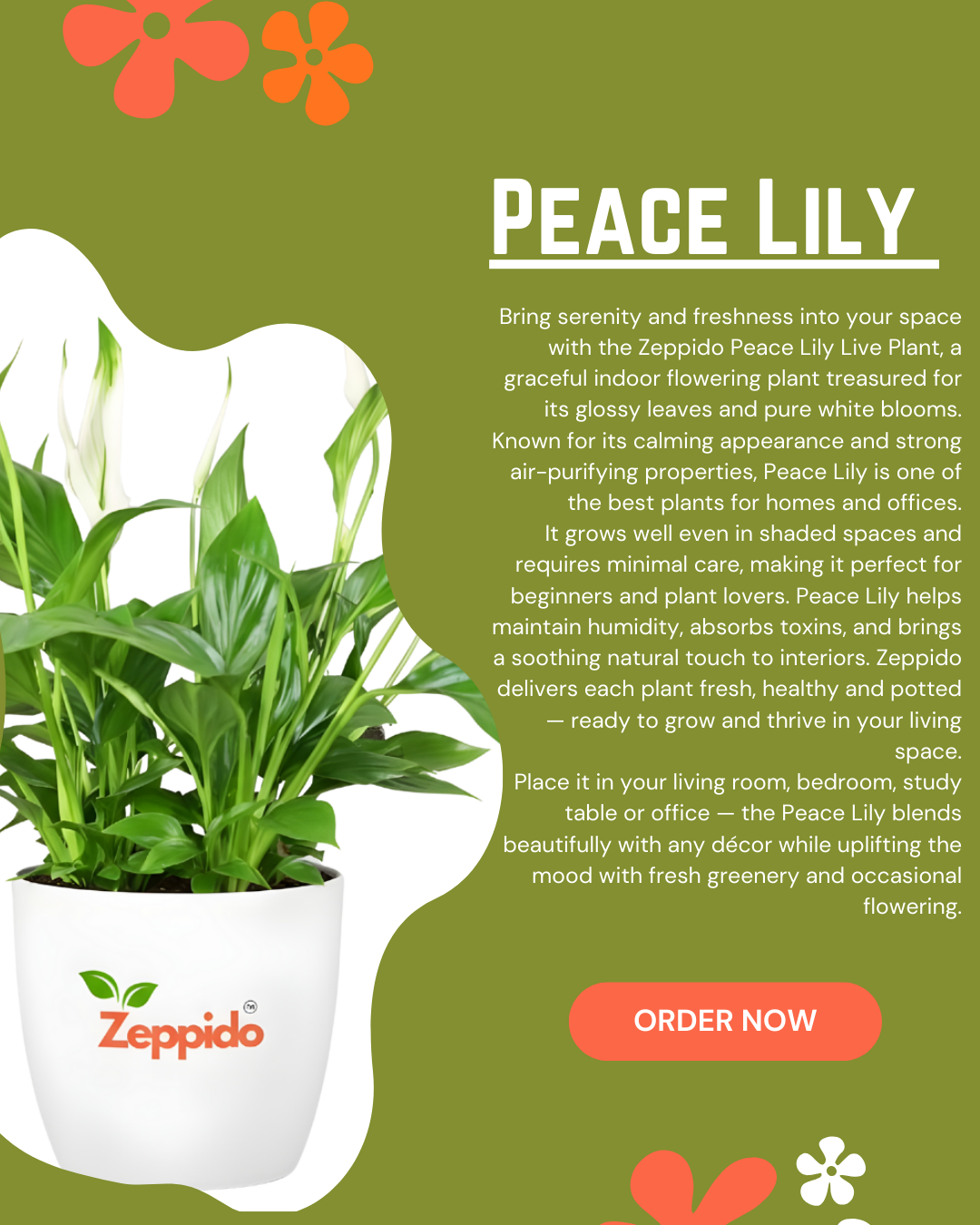 Peace Lily Live Plant | Elegant Indoor Flowering Plant | Natural Air Purifier for Home & Office | Low Maintenance & Shade Loving | With Pot – Fresh Green Foliage