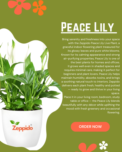 Peace Lily Live Plant | Elegant Indoor Flowering Plant | Natural Air Purifier for Home & Office | Low Maintenance & Shade Loving | With Pot – Fresh Green Foliage