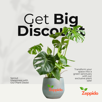 Monstera Deliciosa Plant