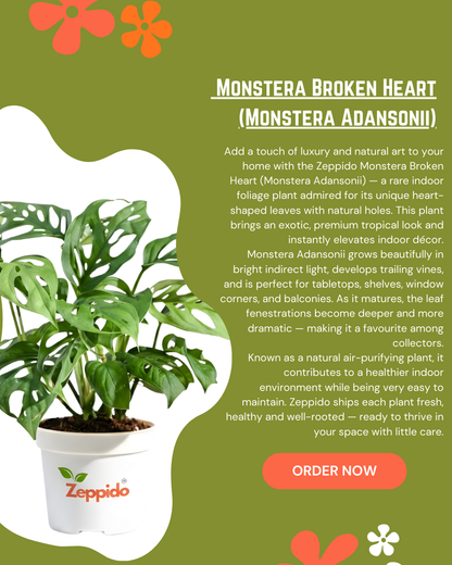 Monstera Broken Heart (Adansonii) Live Plant | Rare Indoor Foliage | Air Purifying Decorative Houseplant | Easy Care, Fast Growing | With Pot – Ideal for Home & Office Décor