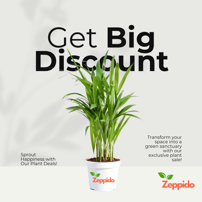 Areca Palm Plant XL