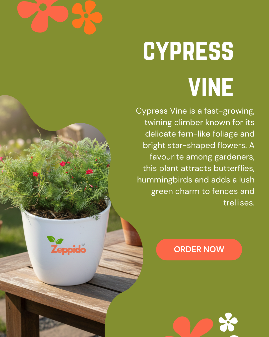 Cypress Vine Live Plant | Fast Growing Flowering Creeper | Star-Shaped Red/Pink/White Blooms | Ideal for Fences, Balcony, Trellis & Vertical Garden