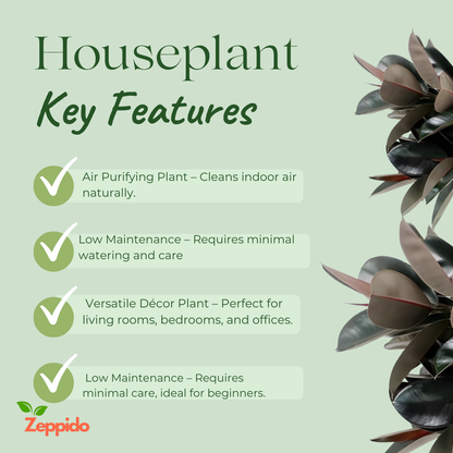 Rubber Plant (Ficus elastica) – Stylish Indoor Foliage Plant.