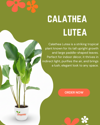Calathea Lutea Live Plant with Pot | Large Tropical Foliage Plant | Air Purifying Indoor Decorative Plant | Low Maintenance | Ideal for Home, Office & Balcony Décor