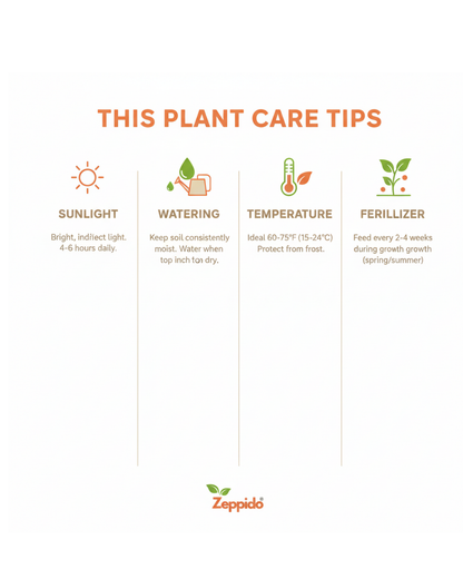 ZZ Plant Live | Zero-Maintenance Indoor Plant | Air Purifying Succulent for Home & Office | Drought Tolerant, Hardy & Long Lasting | With Pot – Elegant Green Foliage