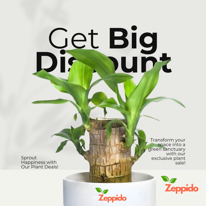 Brazilian Wood Plant (Dracaena fragrans ‘Massangeana’) – Elegant Indoor Plant. 🌿✨