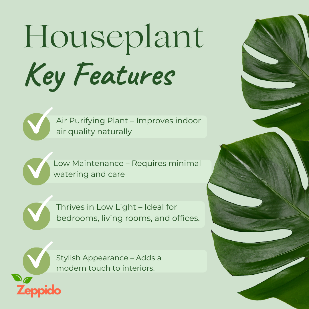 Snake Plant – Golden Hahnii (Sansevieria trifasciata ‘Golden Hahnii’)