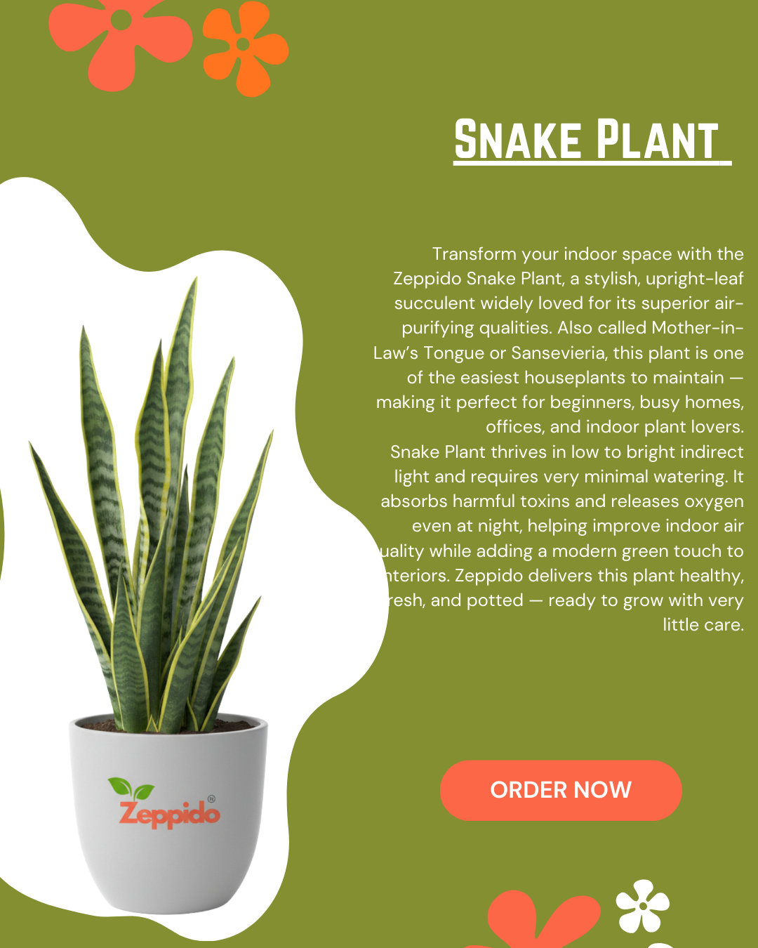 Snake Plant Live | Air Purifying Indoor Plant | Low Maintenance Succulent for Home & Office Décor | Perfect Oxygen Booster | With Pot – Easy Growing Houseplant